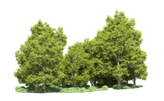 Green forest isolated on background. 3d rendering - illustration png