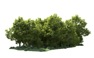 Green forest isolated on background. 3d rendering - illustration png