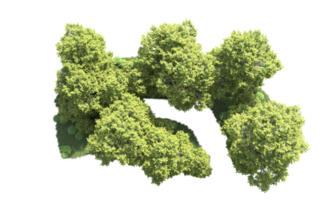 verde bosque aislado en antecedentes. 3d representación - ilustración png