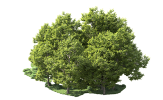 Green forest isolated on background. 3d rendering - illustration png