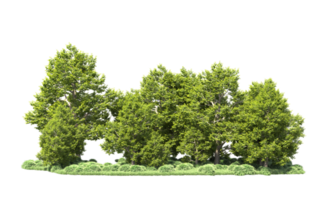 Green forest isolated on background. 3d rendering - illustration png