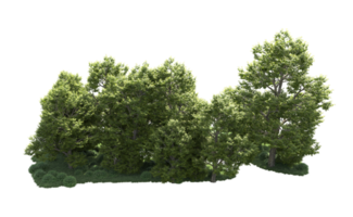 Green forest isolated on background. 3d rendering - illustration png