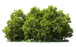 Green forest isolated on background. 3d rendering - illustration png