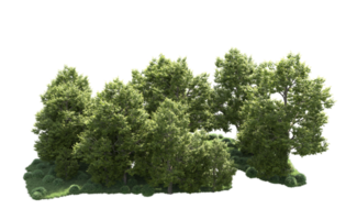 Green forest isolated on background. 3d rendering - illustration png