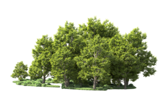 verde bosque aislado en antecedentes. 3d representación - ilustración png