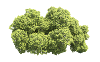 verde bosque aislado en antecedentes. 3d representación - ilustración png