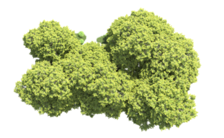 verde bosque aislado en antecedentes. 3d representación - ilustración png