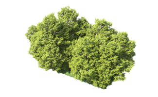 verde floresta isolado em fundo. 3d Renderização - ilustração png