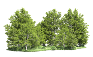 Green forest isolated on background. 3d rendering - illustration png