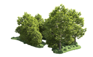 verde bosque aislado en antecedentes. 3d representación - ilustración png