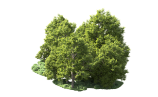 verde bosque aislado en antecedentes. 3d representación - ilustración png