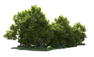 Green forest isolated on background. 3d rendering - illustration png