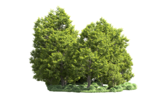 Green forest isolated on background. 3d rendering - illustration png