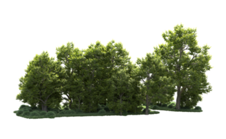 Green forest isolated on background. 3d rendering - illustration png