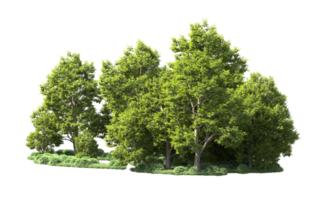 Green forest isolated on background. 3d rendering - illustration png