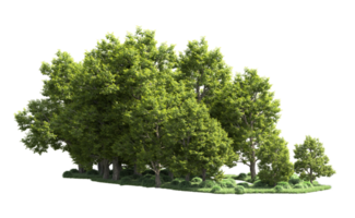 Green forest isolated on background. 3d rendering - illustration png