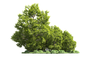 Green forest isolated on background. 3d rendering - illustration png