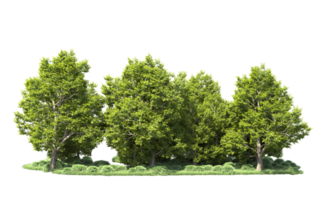 Green forest isolated on background. 3d rendering - illustration png