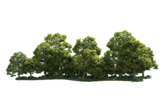 Green forest isolated on background. 3d rendering - illustration png