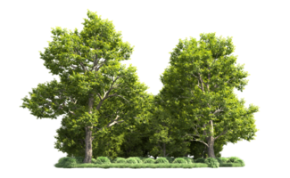 Green forest isolated on background. 3d rendering - illustration png