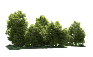 Green forest isolated on background. 3d rendering - illustration png