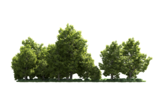 Green forest isolated on background. 3d rendering - illustration png