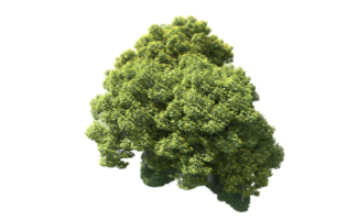 verde bosque aislado en antecedentes. 3d representación - ilustración png