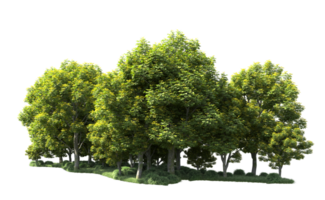 Green forest isolated on background. 3d rendering - illustration png