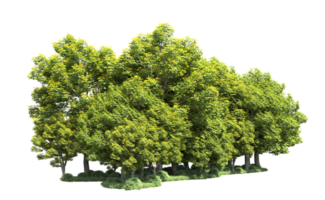 Green forest isolated on background. 3d rendering - illustration png