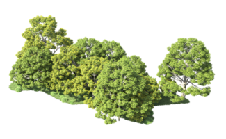 verde foresta isolato su sfondo. 3d interpretazione - illustrazione png