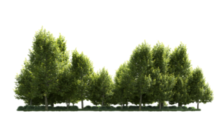 Green forest isolated on background. 3d rendering - illustration png