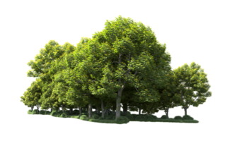 Green forest isolated on background. 3d rendering - illustration png