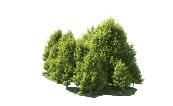 grön skog isolerat på bakgrund. 3d tolkning - illustration png