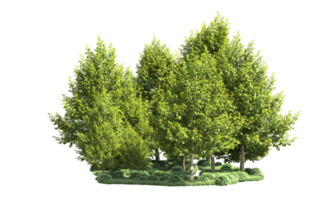 Green forest isolated on background. 3d rendering - illustration png