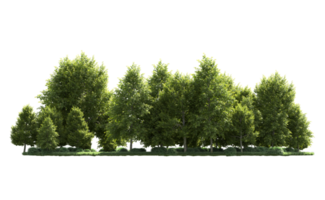 Green forest isolated on background. 3d rendering - illustration png