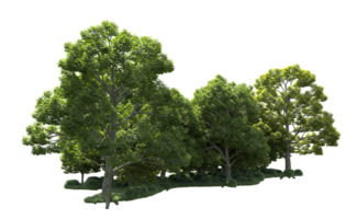 verde bosque aislado en antecedentes. 3d representación - ilustración png