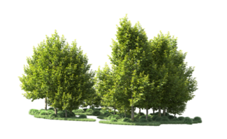 Green forest isolated on background. 3d rendering - illustration png