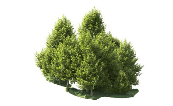 grön skog isolerat på bakgrund. 3d tolkning - illustration png