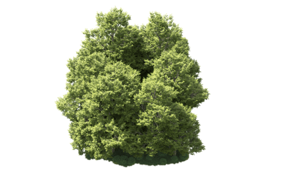 grön skog isolerat på bakgrund. 3d tolkning - illustration png