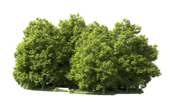 grön skog isolerat på bakgrund. 3d tolkning - illustration png