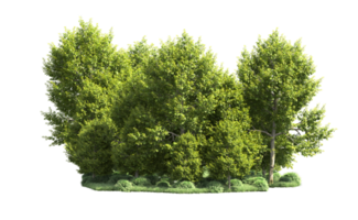 Green forest isolated on background. 3d rendering - illustration png