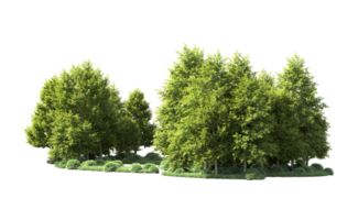 Green forest isolated on background. 3d rendering - illustration png