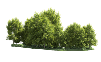 Green forest isolated on background. 3d rendering - illustration png