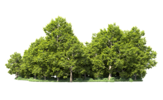 Green forest isolated on background. 3d rendering - illustration png