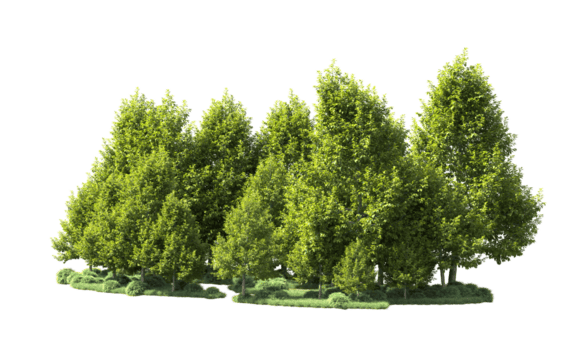 grön skog isolerat på bakgrund. 3d tolkning - illustration png