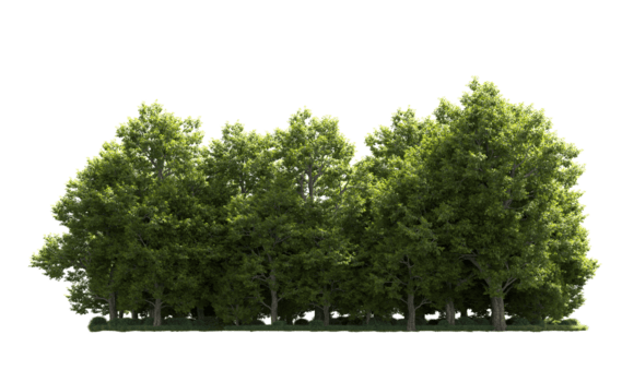 grön skog isolerat på bakgrund. 3d tolkning - illustration png