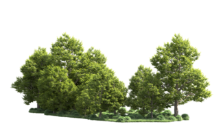 Green forest isolated on background. 3d rendering - illustration png