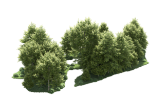 Green forest isolated on background. 3d rendering - illustration png