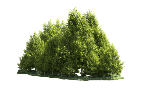 grön skog isolerat på bakgrund. 3d tolkning - illustration png