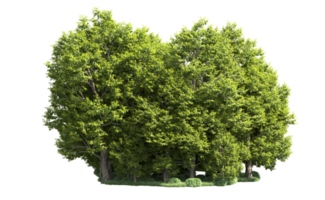 Green forest isolated on background. 3d rendering - illustration png